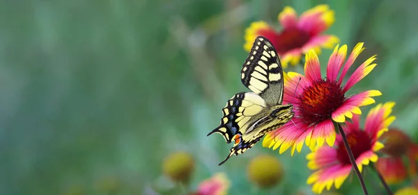 五彩斑斓的燕尾蝶在花园里的紫丁香花上 复制空间 治疗草药 — 图库照片