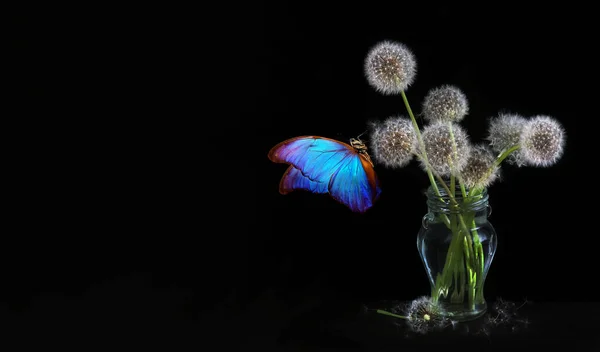 Красочная Синяя Морфо Бабочка Белых Пушистых Одуванчиках Черном Букет Одуванчиков — стоковое фото