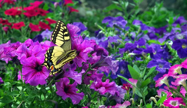 Colorful Butterfly Swallowtail Petunia Flowers Garden — Stock Photo, Image