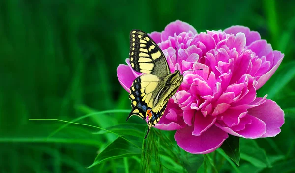 Яркая Красочная Ласточка Бабочка Розовом Пионерском Цветке Саду — стоковое фото