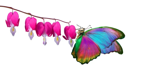 Morpho Lumineux Coloré Papillon Sur Des Fleurs Roses Isolées Sur — Photo