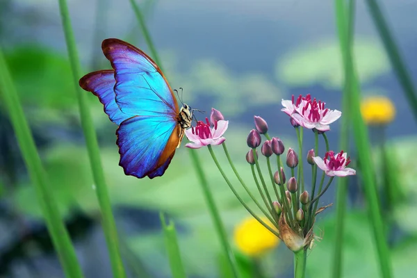 Borboleta Flores Colorido Morpho Azul Tropical Borboleta Flores Rosa Cabeça — Fotografia de Stock