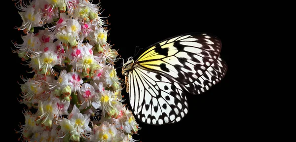 밤나무의 나비는 고립되어 가까워졌습니다 라이스 페이퍼 — 스톡 사진