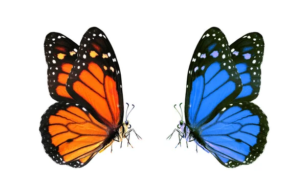 Motyle Monarchy Odizolowane Białym Pomarańczowe Niebieskie Motyle Monarchy Locie Kolorowe — Zdjęcie stockowe