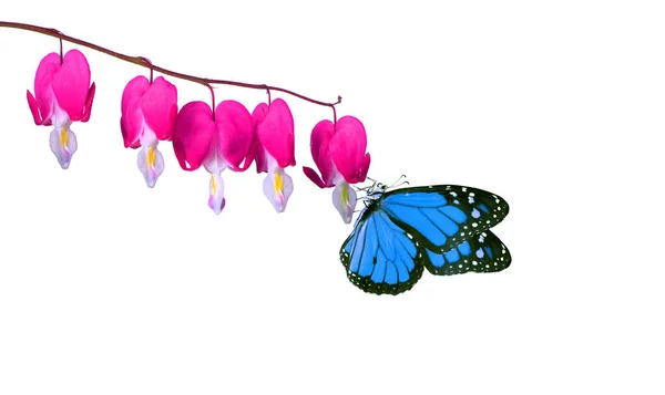 白に孤立したピンク色の花に鮮やかな青の君主蝶 蘭の花に熱帯蝶 — ストック写真