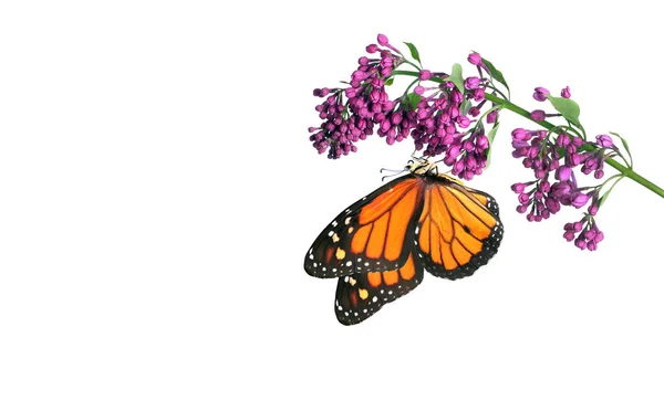 白に孤立した紫色のライラックの花に鮮やかなオレンジ色の君主蝶 — ストック写真