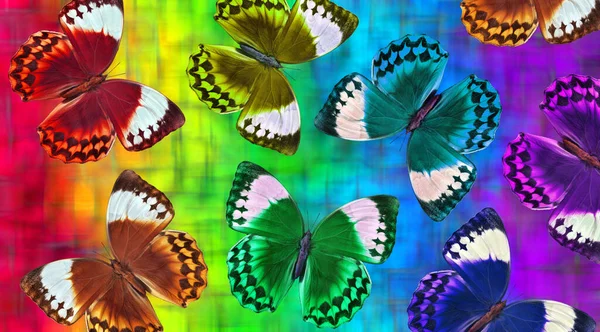Colores Del Arco Iris Mariposas Morfo Colores Brillantes Sobre Fondo —  Fotos de Stock