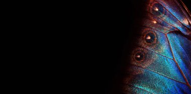 Kelebek Morpho 'nun kanatları. Morpho kelebeği. Seçici odaklanma. Boşluğu kopyala