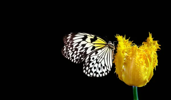 노란색 나비는 고립되어 있습니다 라이스 페이퍼 나선형 — 스톡 사진