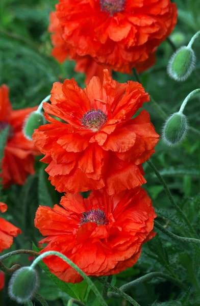 Bunt Blühender Roter Mohn Garten — Stockfoto