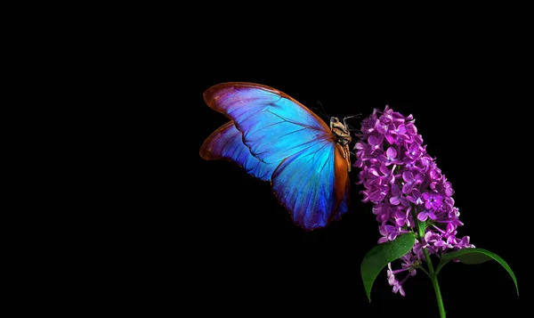 Blossoming Lilac Branch Butterfly Bright Blue Morpho Butterfly Lilac Flowers — Stock Photo, Image