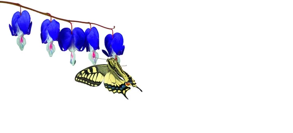 Яскрава Ластівка Метелик Синіх Квітах Ізольована Білому Тропічний Метелик Орхідейних — стокове фото