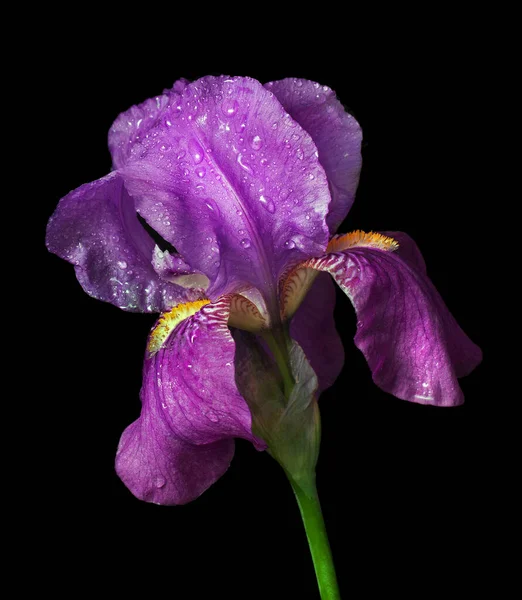 Яркий Красочный Фиолетовый Цветок Радужной Оболочки Воде Капли Изолированы Черный — стоковое фото