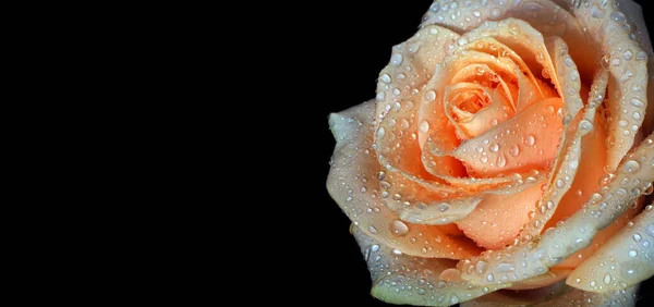 Rose Beige Vif Gouttes Rosée Isolées Sur Noir Rose Crème — Photo
