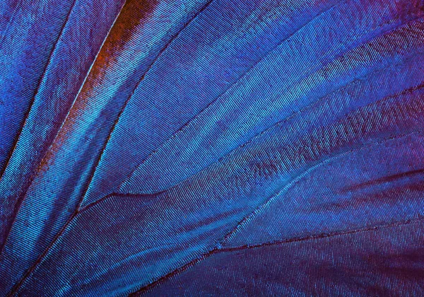 Vlindervleugels Textuur Achtergrond Detail Van Morpho Vlinder Vleugels Sluiten — Stockfoto