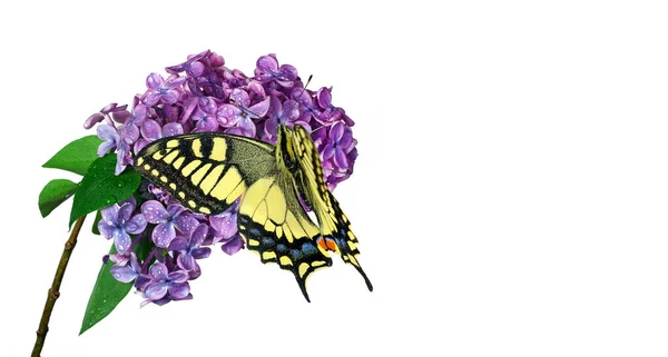 Colorful Swallowtail Butterfly Branch Blooming Lilac Water Drops Isolated White — Stock Photo, Image