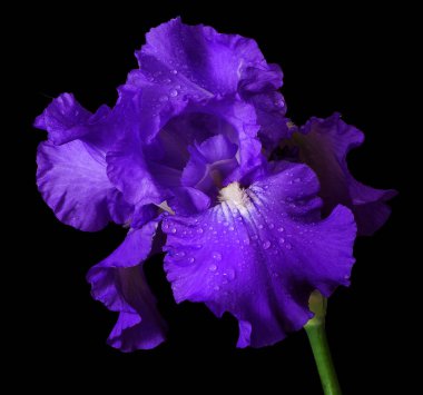 Su damlalarındaki parlak mavi iris çiçeği siyaha izole edilmiş. Kapat.