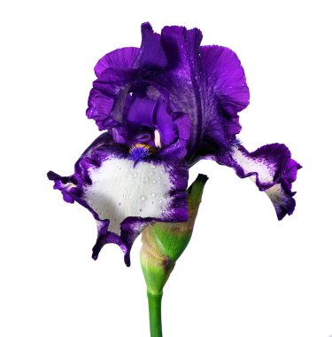 Su damlalarındaki parlak renkli mor iris çiçeği beyaza izole edilmiş. Kapat.