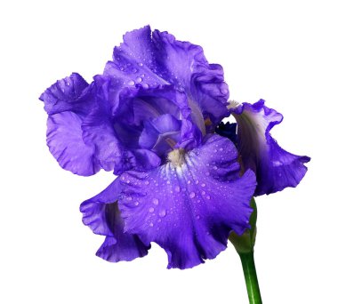 Su damlalarındaki parlak mavi iris çiçeği beyaza izole edilmiş. Kapat.