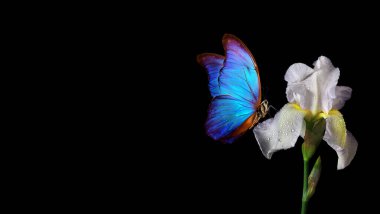 Siyah üzerine izole edilmiş beyaz iris çiçeğinin üzerindeki güzel mavi morpho kelebeği. Boşluğu kopyala