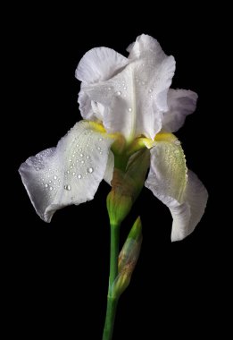 Sudaki parlak beyaz iris çiçeği, siyah üzerine izole edilmiş..