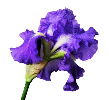 Su damlalarındaki parlak mavi iris çiçeği beyaza izole edilmiş. Kapat.