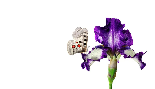 Ljus Apollo Fjäril Iris Blomma Isolerad Vitt Kopieringsutrymme — Stockfoto