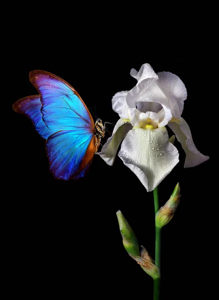 Schöne Blaue Morpho Schmetterling Auf Weißer Iris Blume Isoliert Auf — Stockfoto