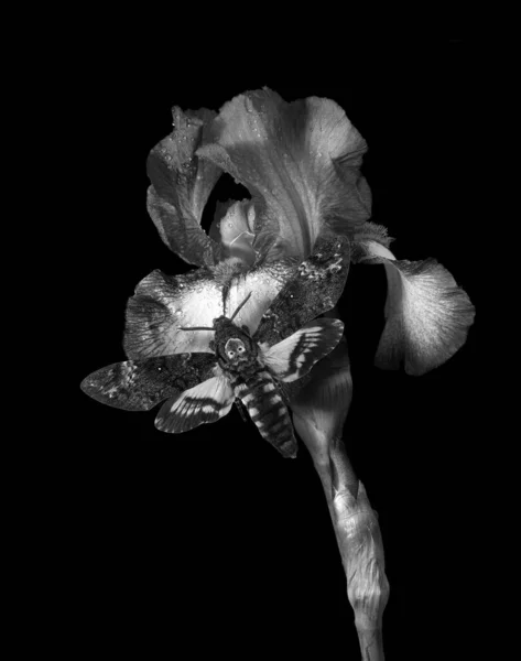 Φωτεινό Πολύχρωμο Μοβ Λουλούδι Ίριδας Στο Νερό Σταγόνες Απομονώνονται Μαύρο — Φωτογραφία Αρχείου