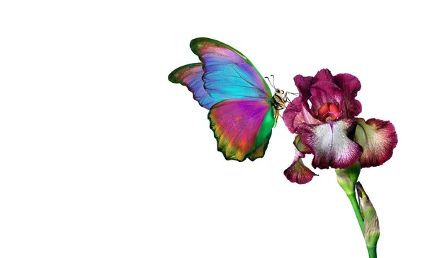 Heldere Kleurrijke Morpho Vlinder Paarse Iris Bloem Water Druppels Geïsoleerd — Stockfoto