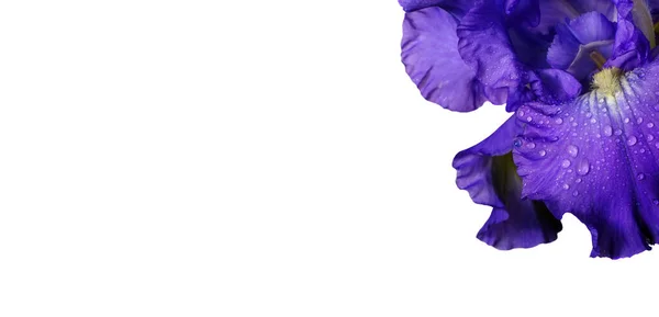 Leuchtend Bunte Blaue Irisblume Wassertropfen Isoliert Auf Weiß Nahaufnahme Kopierraum — Stockfoto
