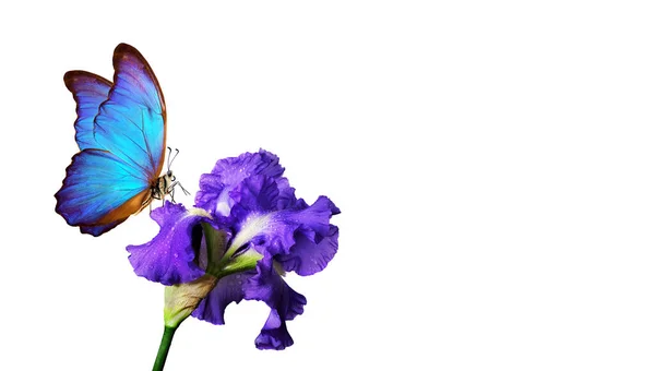 Mariposa Morfo Azul Brillante Sobre Flor Iris Azul Gotas Agua — Foto de Stock
