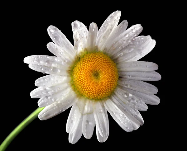 Kamillenblüten Wassertropfen Isoliert Auf Schwarz Nahaufnahme — Stockfoto