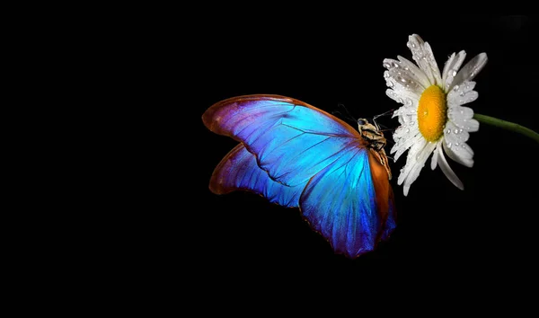Φωτεινό Πολύχρωμο Μπλε Πεταλούδα Morpho Λουλούδι Χαμομηλιού Σταγόνες Δροσιά Που — Φωτογραφία Αρχείου