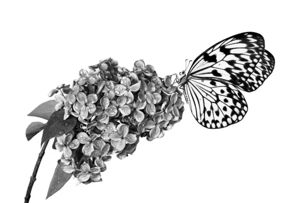 Colorful Tropical Butterfly Blossoming Lilac Branch Isolated White Black White — Stock Photo, Image