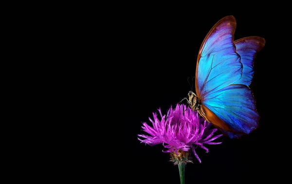 Jasně Modrý Tropický Morfový Motýl Purpurovém Bodláčím Květu Kopírovat Prostor — Stock fotografie