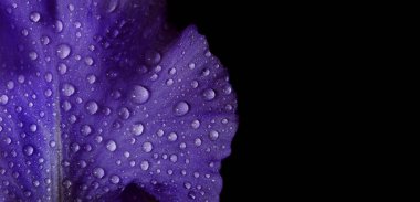 Çiy içindeki iris yaprağı siyaha düşer. Su damlalarında mavi taç yaprağı.