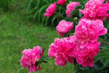 Bahçede çiçek açan şakayıklar. parlak pembe şakayıklar. Boşluğu kopyala