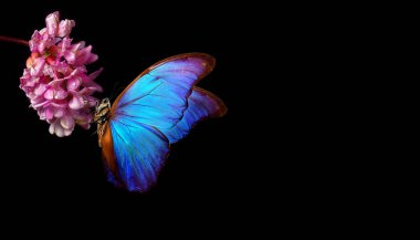 Pembe akasya çiçeğinin üzerindeki parlak mavi tropikal kelebek siyah üzerine düşer. Akasya infloresanı. Yakın plan. Çiçeklerdeki kelebek