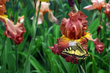 Bahçedeki parlak bir iris çiçeğinin üzerinde renkli kırlangıç kuyruğu kelebeği