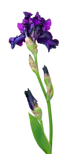 Bright Colorful Purple Iris Flower Isolated White — Stock Photo, Image