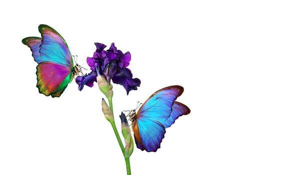Bright Colorful Morpho Butterflies Purple Iris Flower Isolated White Copy — Stock Photo, Image