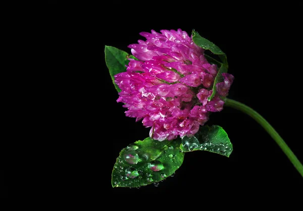 Flor Trébol Púrpura Gotas Agua Aisladas Negro — Foto de Stock