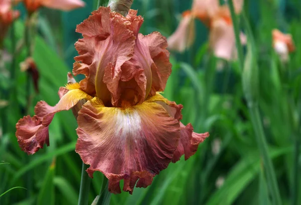 Fleur Iris Colorée Dans Jardin Iris Brun Gros Plan — Photo