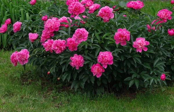 Blühender Pfingstrosenstrauch Garten Leuchtend Rosa Pfingstrosen — Stockfoto