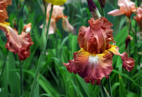 Iris Colorés Lumineux Fleurissant Dans Jardin — Photo