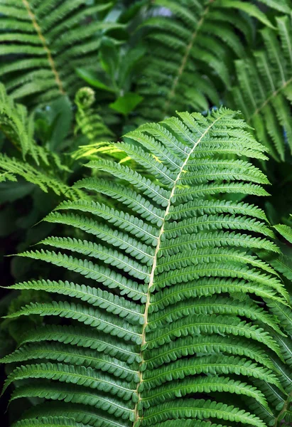 Folhas Samambaia Verde Fundo Verde Natural Folhas Tropicais Textura Fundo — Fotografia de Stock