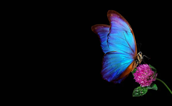 Leuchtend Blauer Morpho Schmetterling Auf Lila Kleeblume Wassertropfen Isoliert Auf — Stockfoto