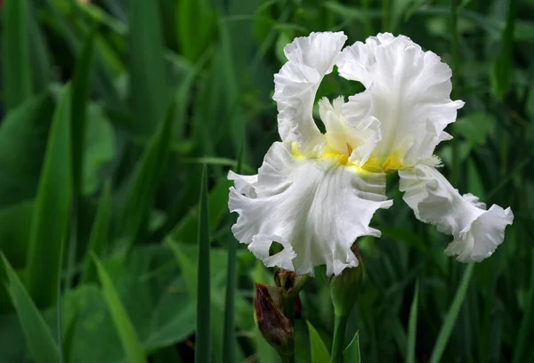 庭に白いアイリスの花 クローズ アップ — ストック写真