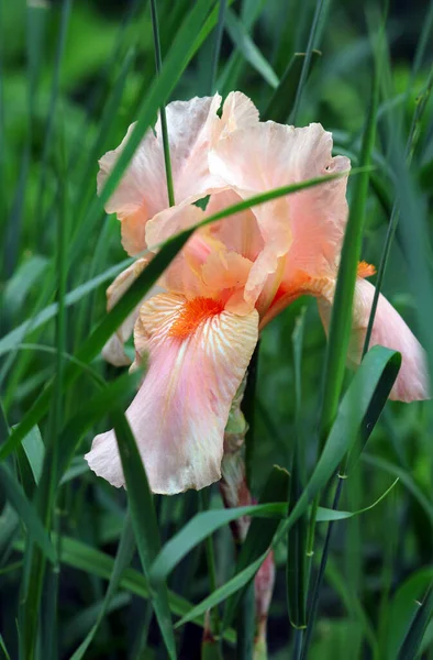 Iris Beige Tendre Dans Herbe Fleur Iris Dans Jardin — Photo